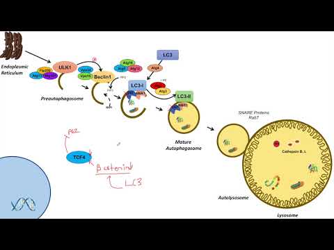 Overview of Glycolysis Basics for Beginners Biochemistry Lesson