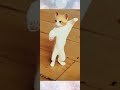 Dancing Cat Part 2 Mai Nachu Aaj Chham Chham Chham KhanSheikh