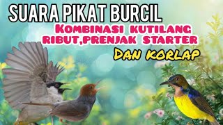 Download lagu Suara Pikat Burcil Kombinasi Kutilang Ribut,Prenjak Starter Dan Kolibri Manggar mp3