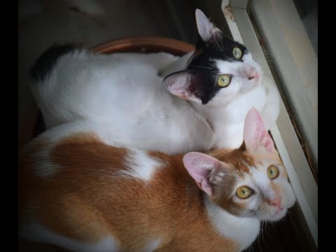 Babbu&Chinna - Episode 1