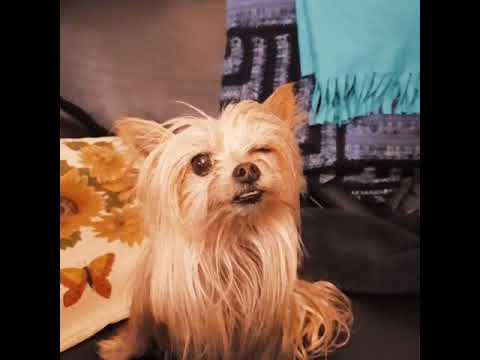 Silvina V. González Lorenzo - Language Services