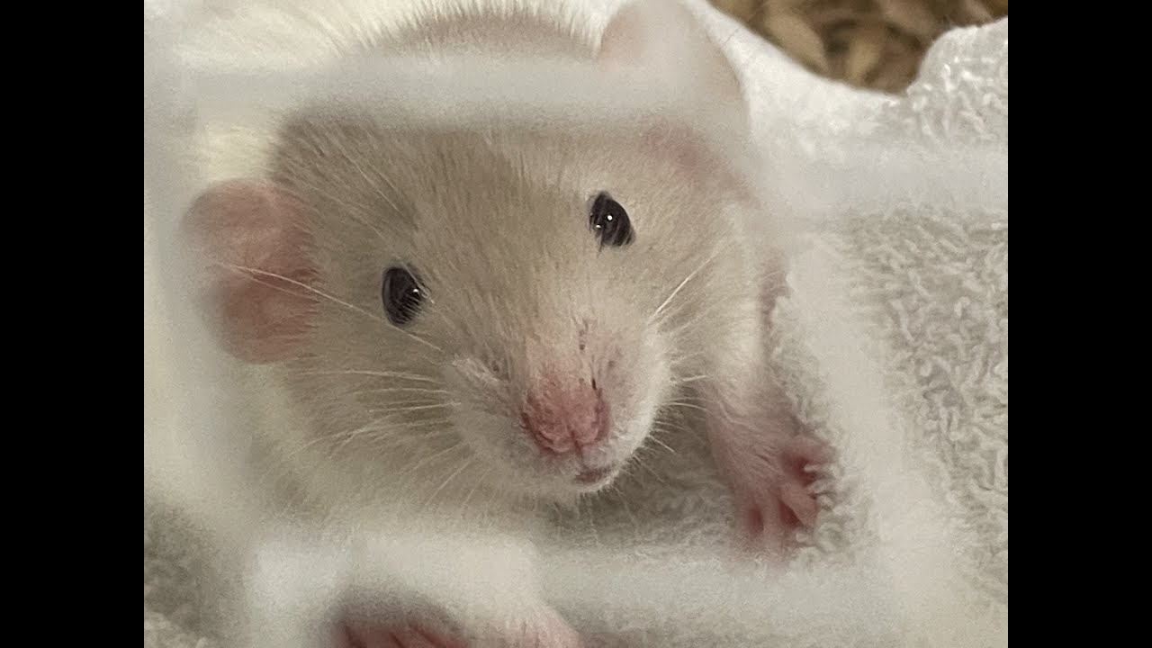 お食事中のファンシーラットです