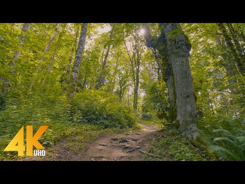 4K Sunny Day Walk along the Eco Peak Loop Trail, Renton, WA - Virtual Hike with Relaxing Piano Music