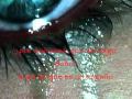 Viviendo en el ayer - Luis fonsi.wmv
