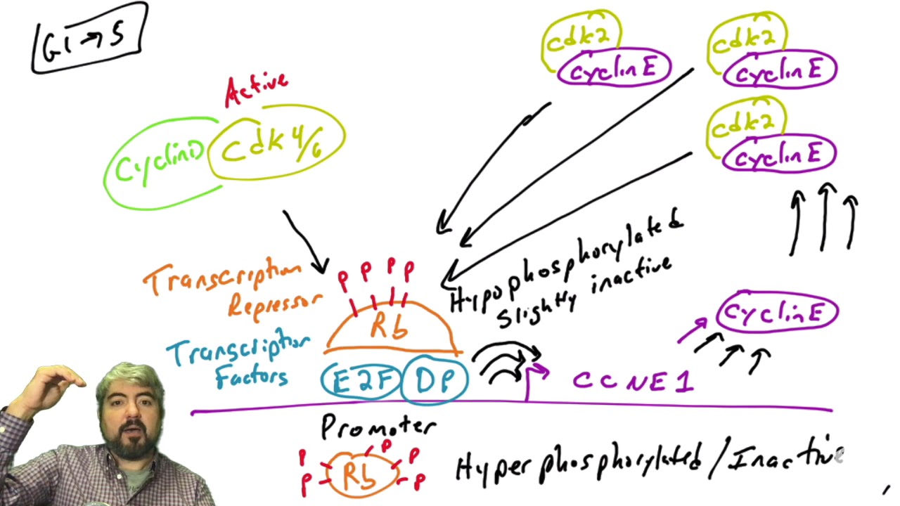 Cell cycle regulation, part 3: cyclin D, cyclin E, and Rb - YouTube
