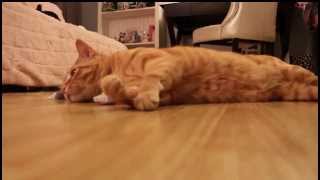 Tigger being a cat