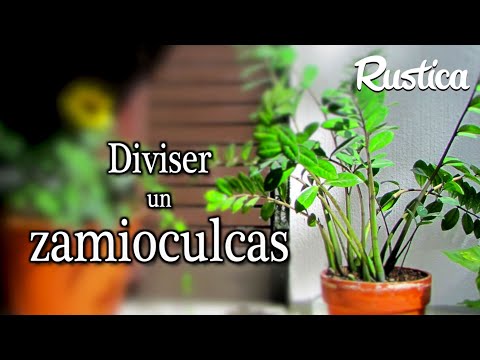 Multiplying a Zamioculcas (ZZ) by division