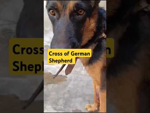 German shafered#pet lovers#dr Latif Ur Rehman