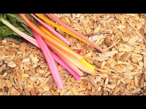 Swiss Chard Quesadillas Recipe | Ep 3