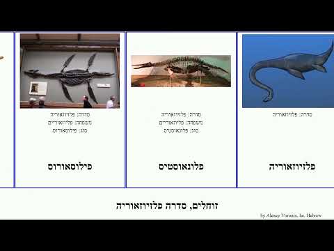 זוחלים, סדרה פלזיוזאוריה reptilia Fuse פוליפטיכודון סטיקסוזאורוס דוליצ'ורינצ'ופס אטנבורוזאורוס