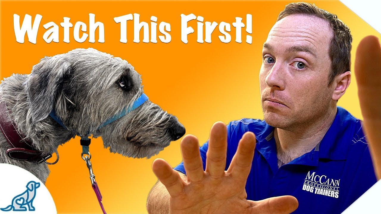 Before You Use A Dog Training Head Collar, Watch This Video - Professional Dog Training Tips