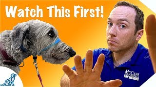Before You Use A Dog Training Head Collar, Watch This Video - Professional Dog Training Tips
