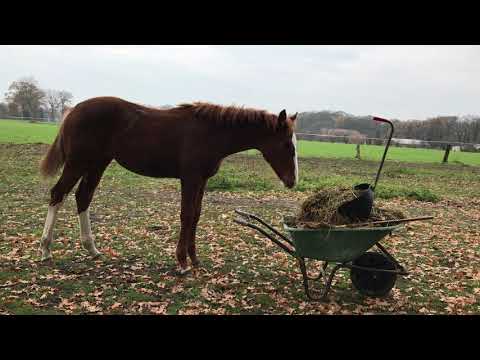 Römer 15:5 mit Nala und Balou - 30.11.2020