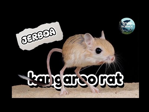 🐭🦘The Jerboa: The Tiny Kangaroo of the Desert! 🏜️✨