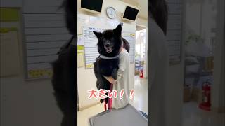 大型犬のスケーリング！#大型犬 #動物病院 #犬のいる暮らし