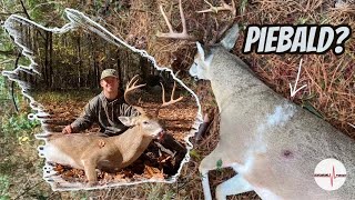 Arkansas PIEBALD buck opening morning!