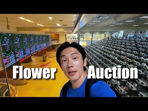 How flower auction works? | China's Largest Flower Market