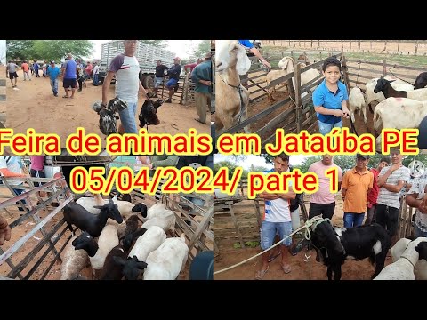 Feira de caprinos e ovinos Em Jataúba PE 05/04/2024/ parte 1