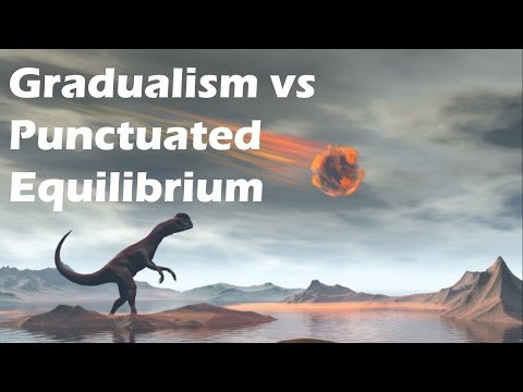 image-What is an example of punctuated equilibrium?