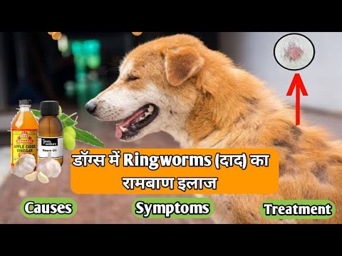 5 Best Home Remedies For Ringworms in Dogs & Treatment ! Causes ! Prevent#doguniquecafe#ringworm