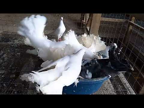 Hungry Pigeon eating Delicious meals.