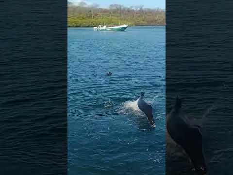 How to Get from Baltra Airport  to Santa Cruz