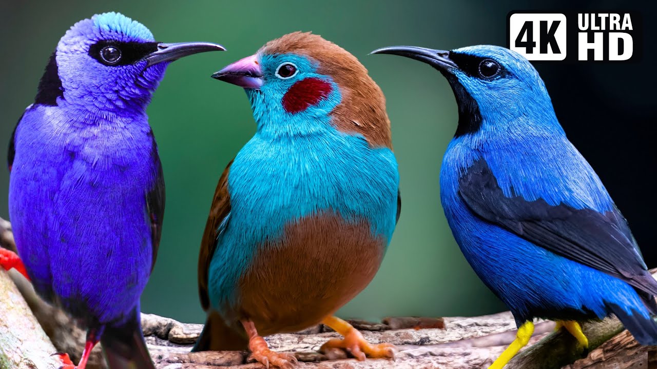 Magnificent Blue Birds | Stunning Nature | Relaxing Birds Sound | Symphony of Serenity - No Music