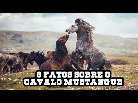 9 FATOS SOBRE O CAVALOS MUSTANGUE