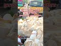 வளர்ப்பு ஆட்டு குட்டிகள் தேவை என்றால