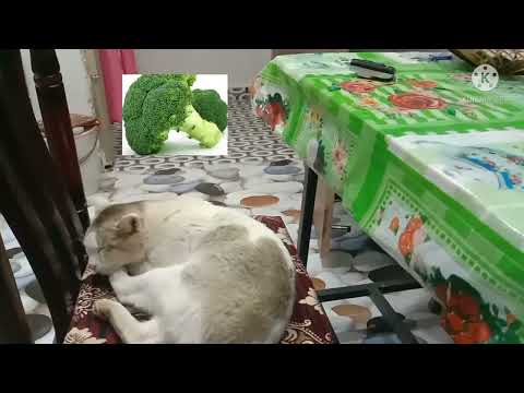 Oh the sleeping cat ! #bestfriend #catsoftiktok #girlfashion #viral