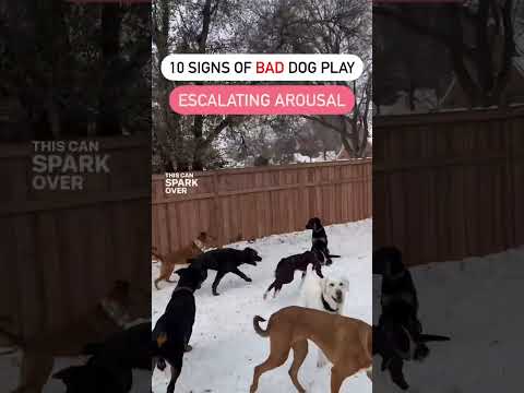 Signs of bad dog play. Dog psychology & training tips. Off leash leads to aggression. #dogtraining