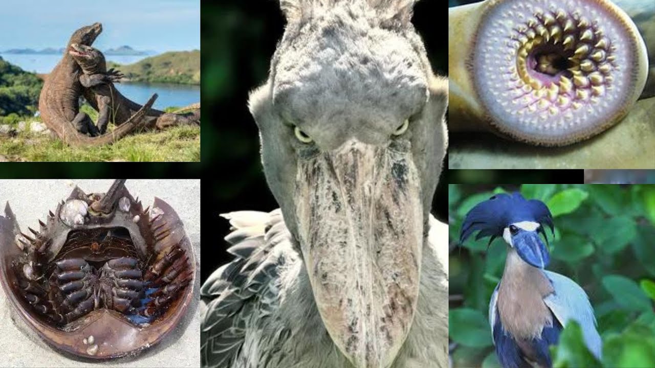 7 Animais Prehistóricos Que Ainda Estão Vivos