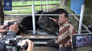 Download lagu #UGMNews: Dongkrak Produksi Daging Nasional, UGM Kembangkan Sapi GaMa mp3 Download lagu #UGMNews: Dongkrak Produksi Daging Nasional, UGM Kembangkan Sapi GaMa mp3