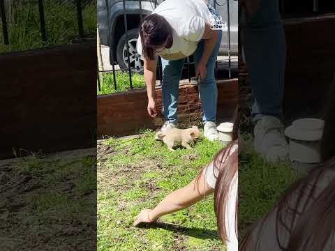 Le chiot aide à ramasser l'herbe pendant que je tonds la pelouse !