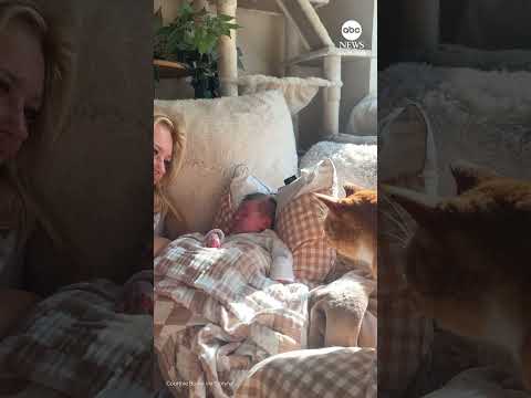 Curious cat taps newborn baby gently