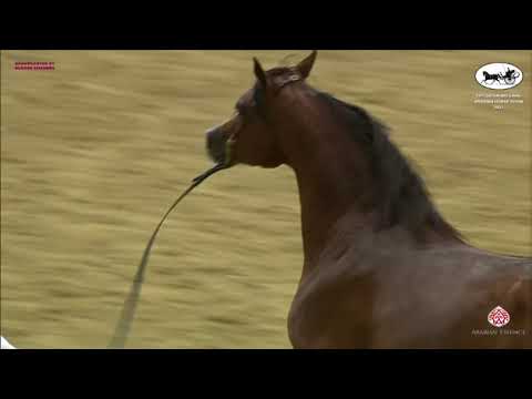 N 285 ADHAM M   Qatar National Arabian Horse Championship 2021   Colts 2 Years Old Class 7