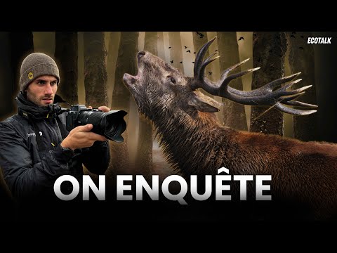 The HIDDEN Side of the Stag's Rut!