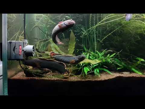 Watch Video on YouTube