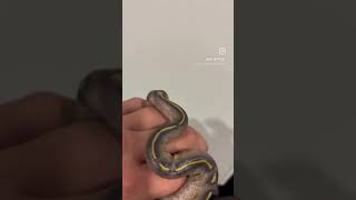 Download lagu One of the snakes from clutch 3 #ballpython #ballpythonsnake #animals pythonsnake #snake #babyanimal mp3 Download lagu One of the snakes from clutch 3 #ballpython #ballpythonsnake #animals pythonsnake #snake #babyanimal mp3