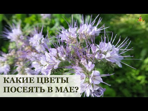 Какие цветы посеять в МАЕ без рассады? / 10 летников для сада