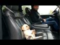When Dogs Are Imitating Their Human Funny Dog And Human Videos