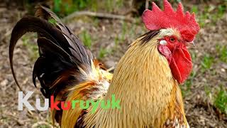 Download lagu Lagu anak-anak 'Kukuruyuk ayam jagoku' mp3 Download lagu Lagu anak-anak 'Kukuruyuk ayam jagoku' mp3