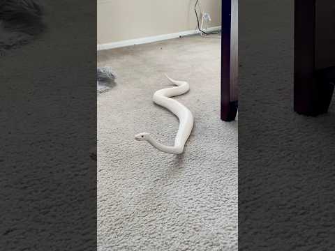 Ball Pythons are Hilarious