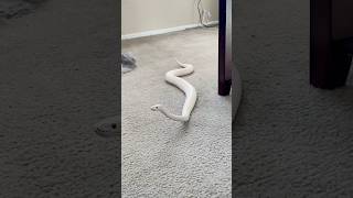 Miniature vidéo
