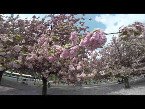 Blossom Magic Spring - Blütenzauber Frühling Leipzig