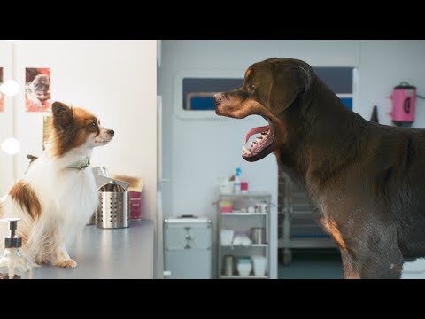 Show Dogs (Clip 'Bikini Wax')
