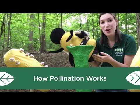 , title : 'How Pollination Works'