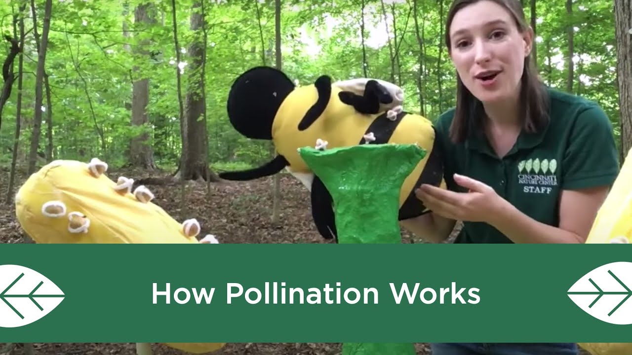 How Pollination Works