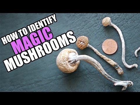 Drug Special: This is How You Identify Magic Mushrooms