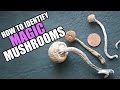 Drug Special This Is How You Identify Magic Mushrooms